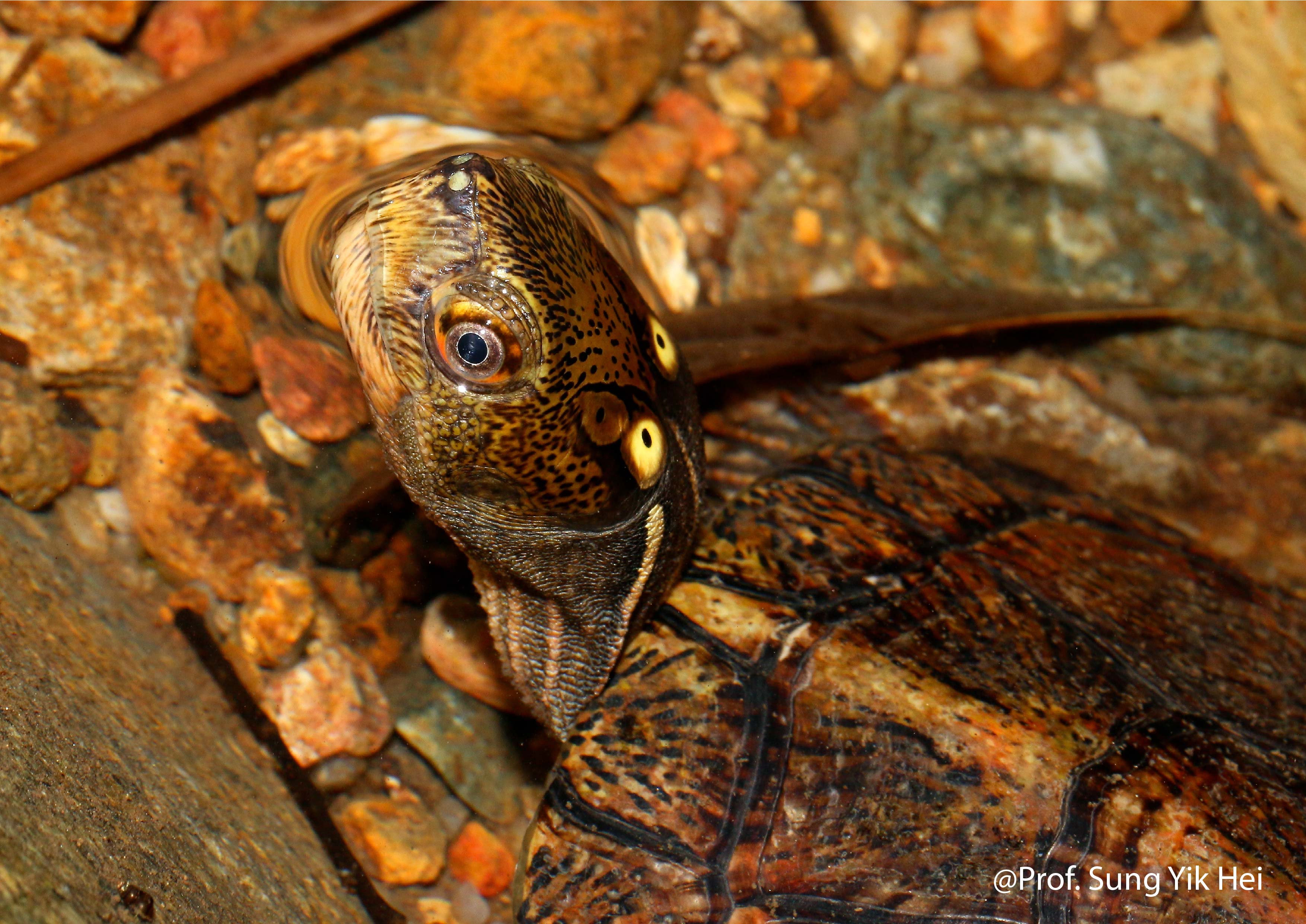 big eyed turtle